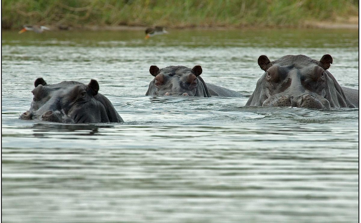 11 okavango delta