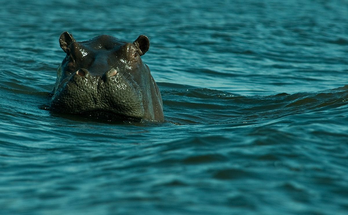 11 okavango delta