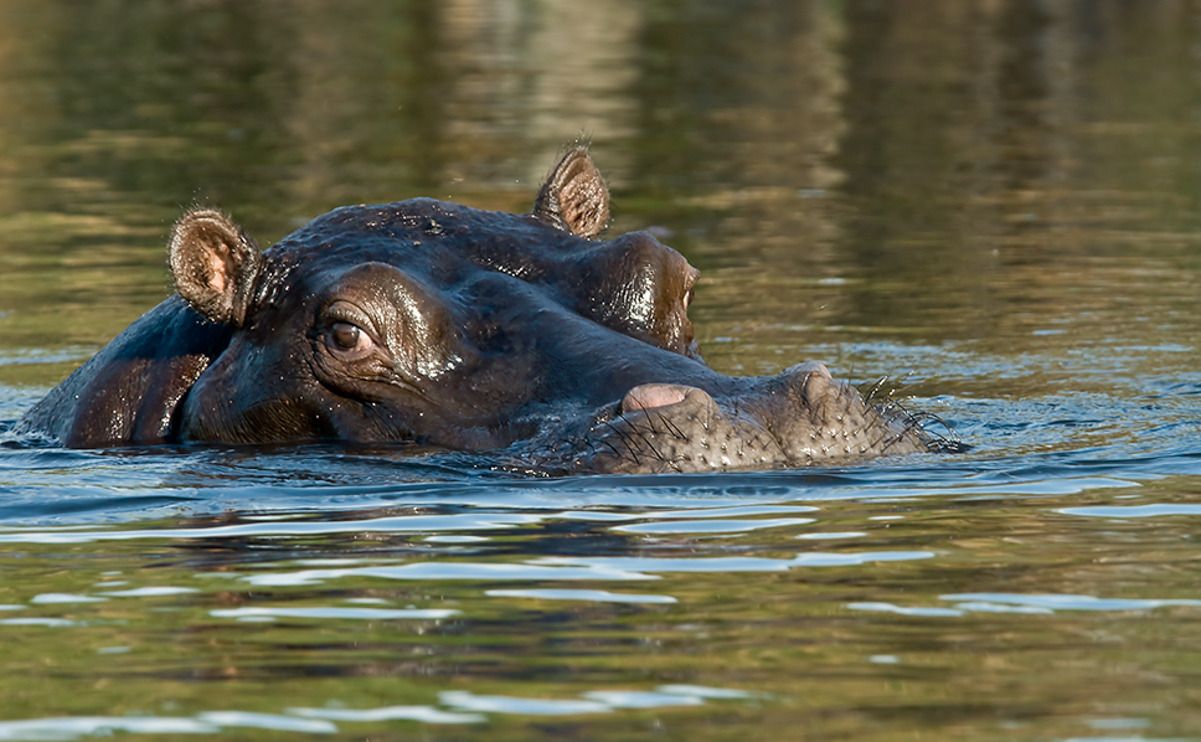 11 okavango delta