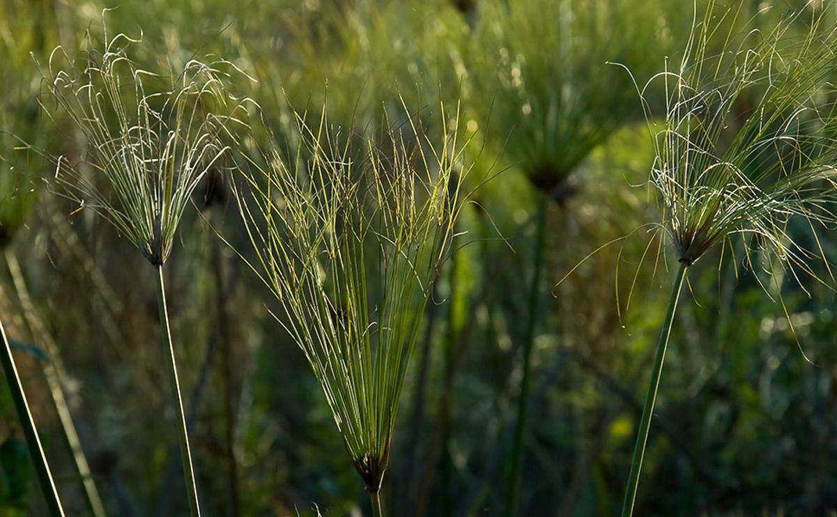 11 okavango delta