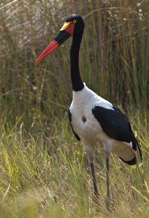 11 okavango delta