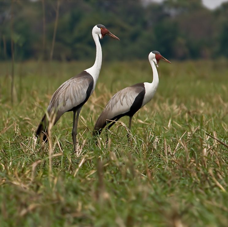 11 okavango delta
