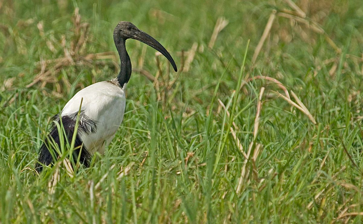 11 okavango delta
