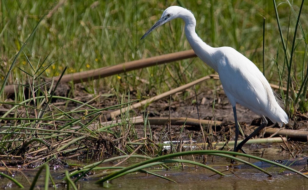 11 okavango delta