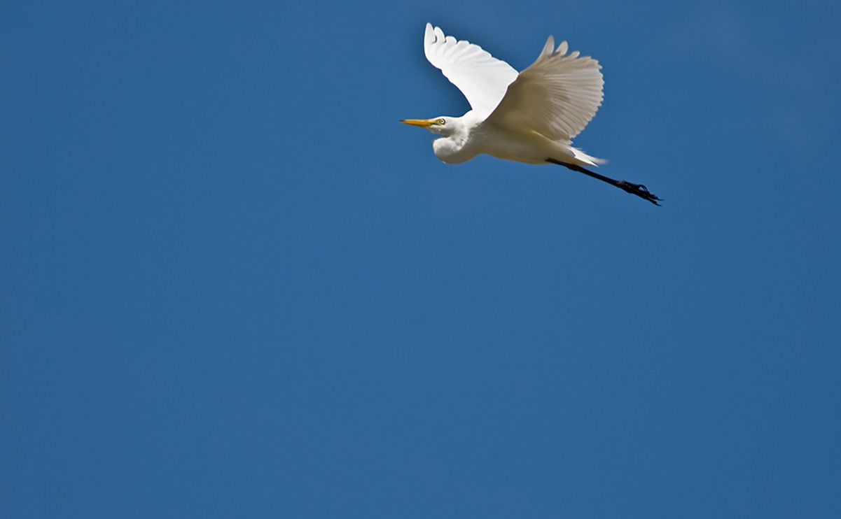 11 okavango delta