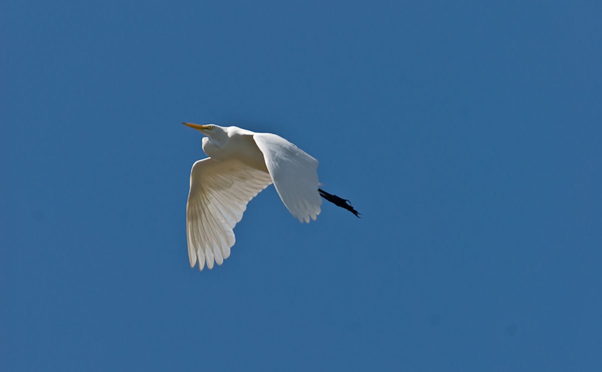 11 okavango delta