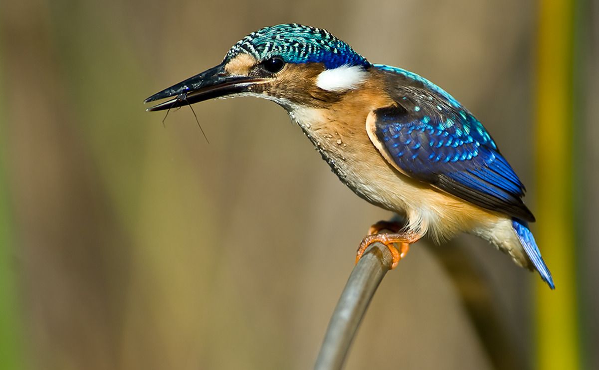 11 okavango delta