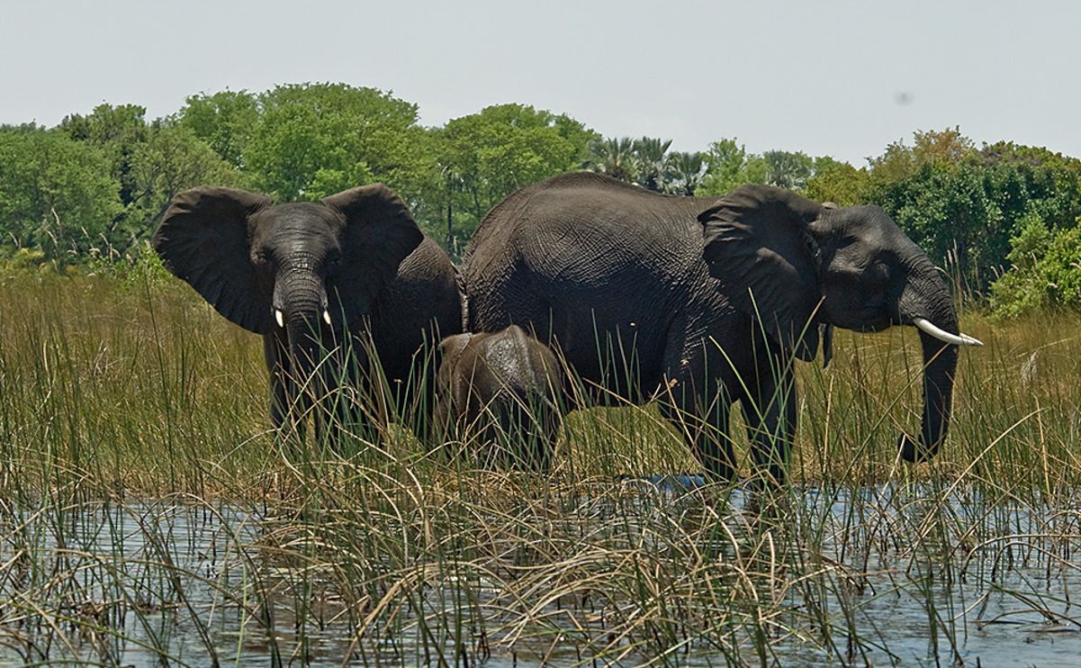 11 okavango delta