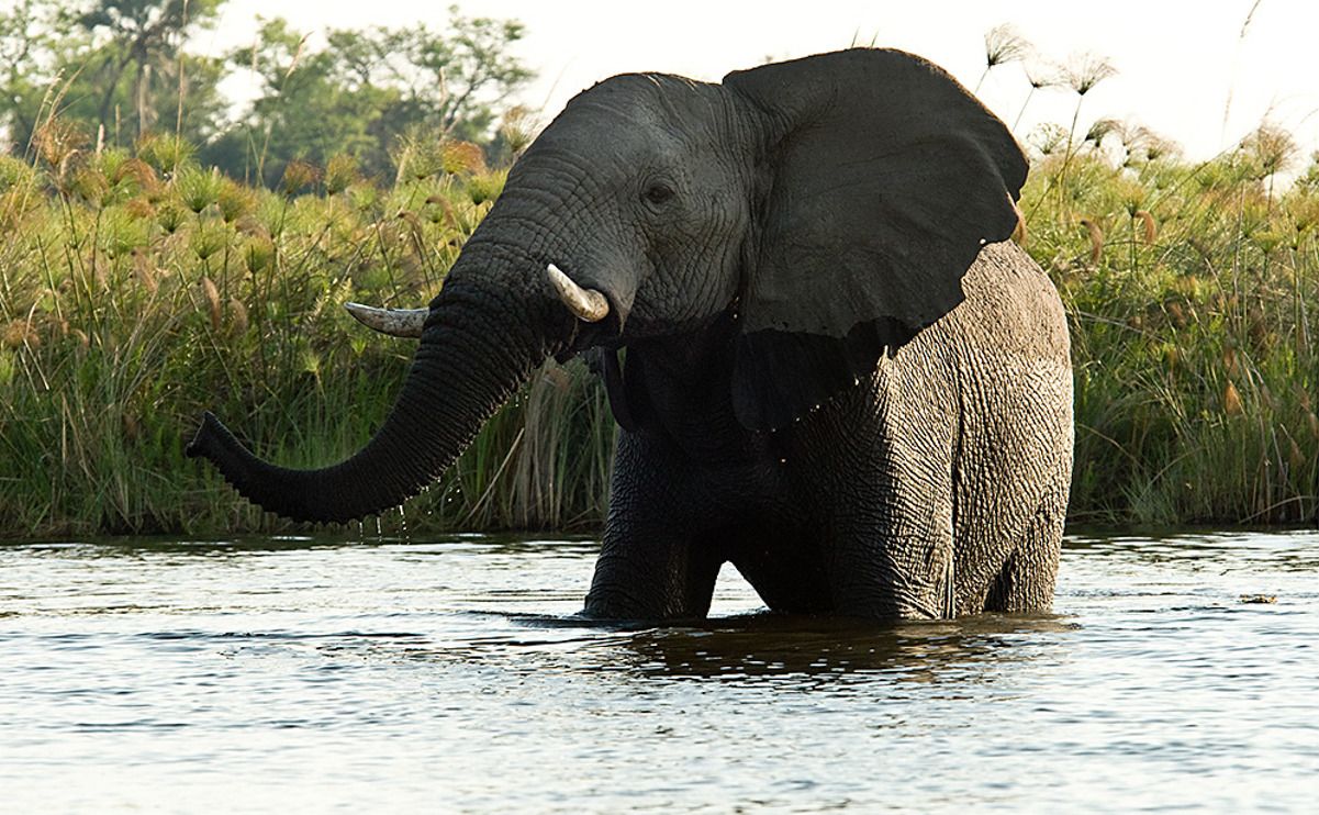 11 okavango delta