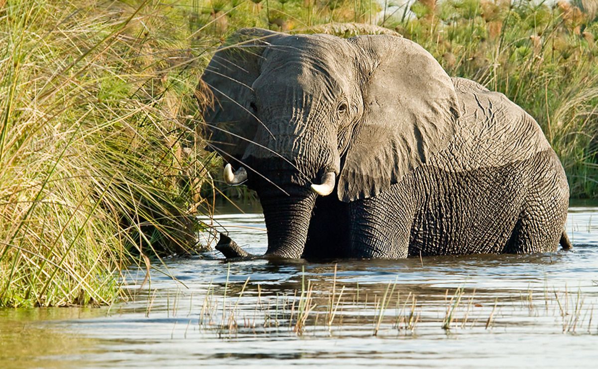 11 okavango delta