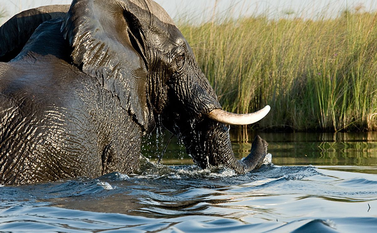 11 okavango delta