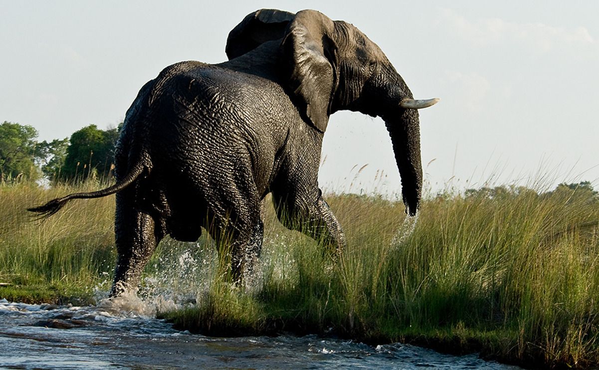 11 okavango delta