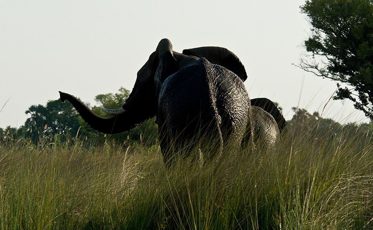 11 okavango delta
