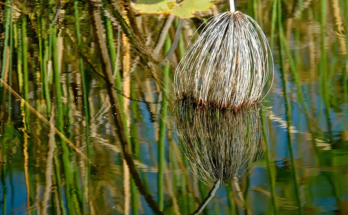 11 okavango delta