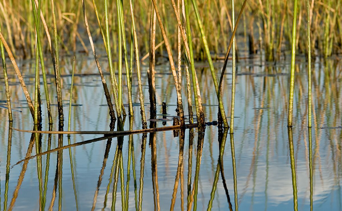 11 okavango delta
