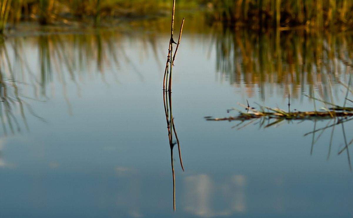 11 okavango delta