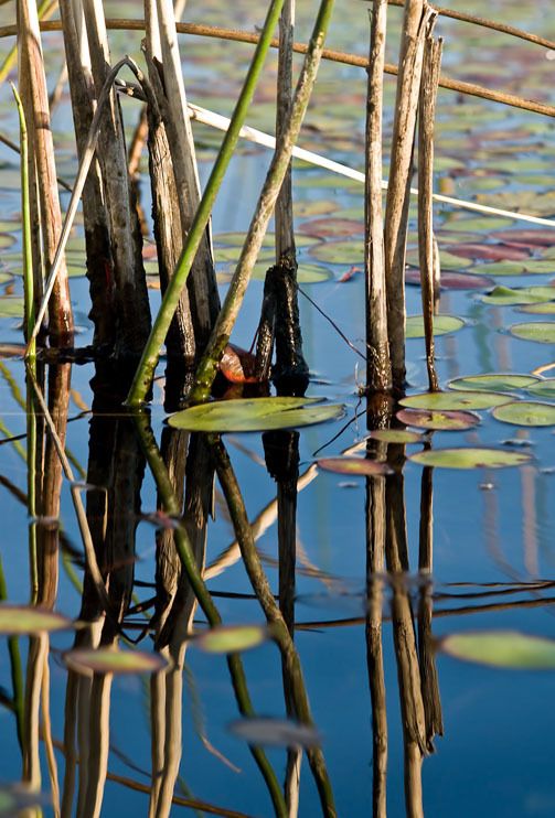 11 okavango delta