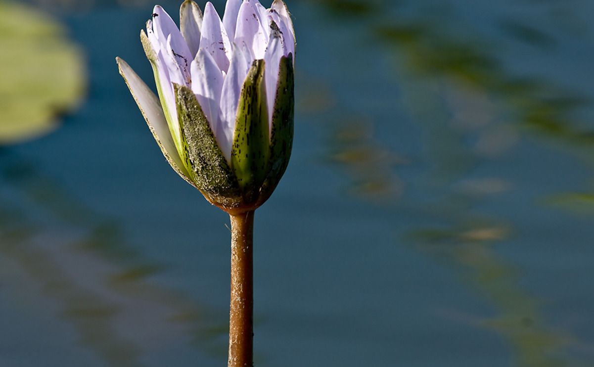 11 okavango delta