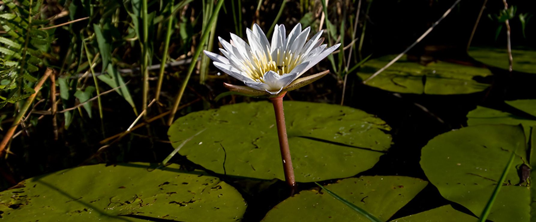 11 okavango delta