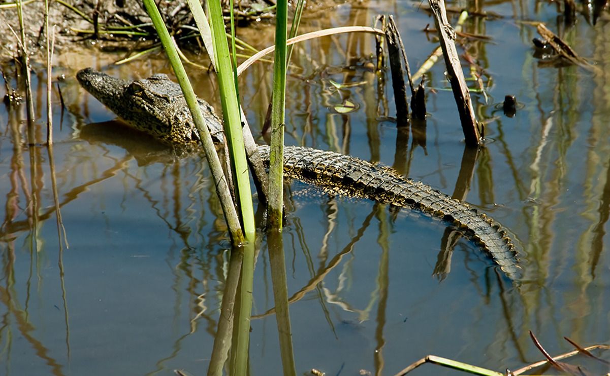 11 okavango delta