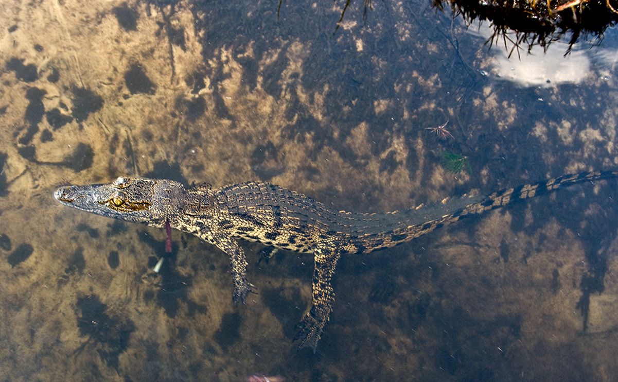 11 okavango delta