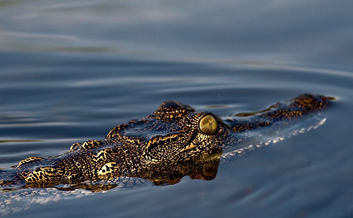 11 okavango delta