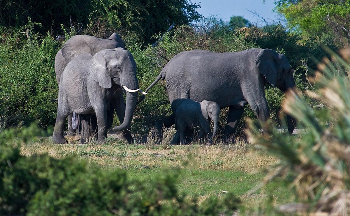 11 okavango delta