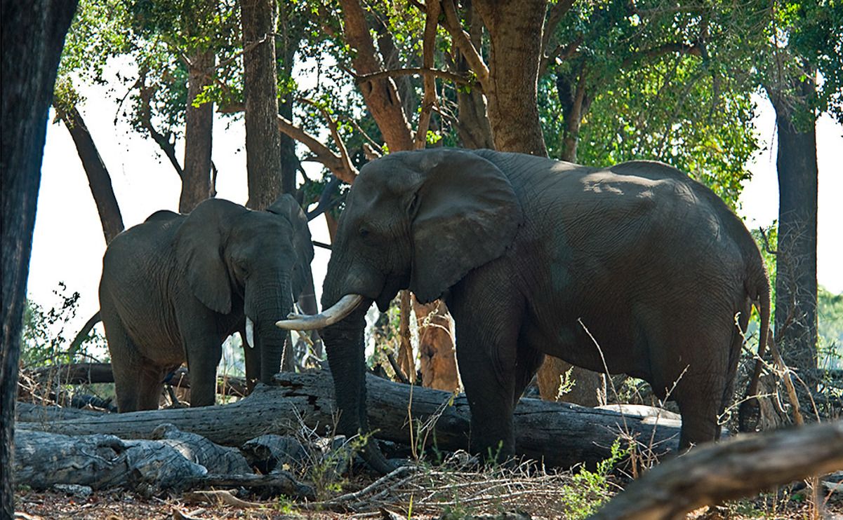 11 okavango delta