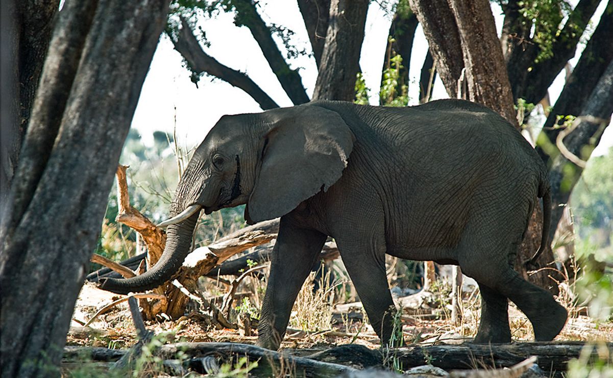 11 okavango delta