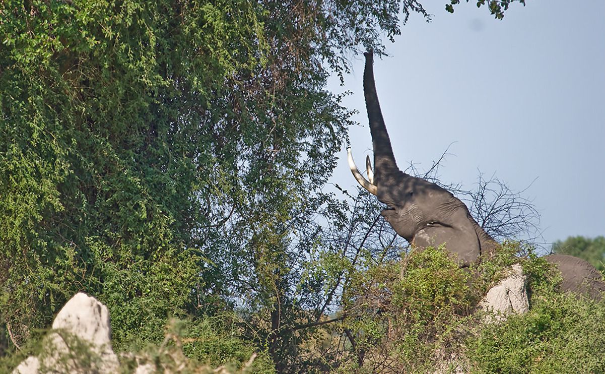 11 okavango delta