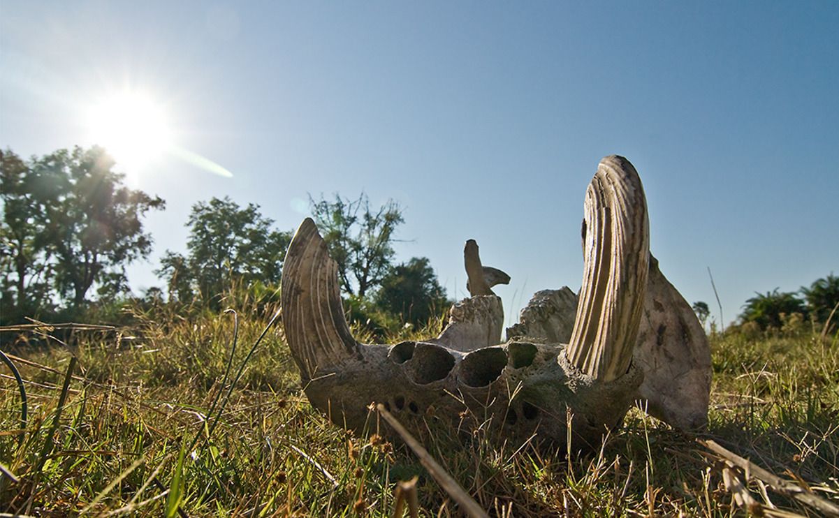 11 okavango delta