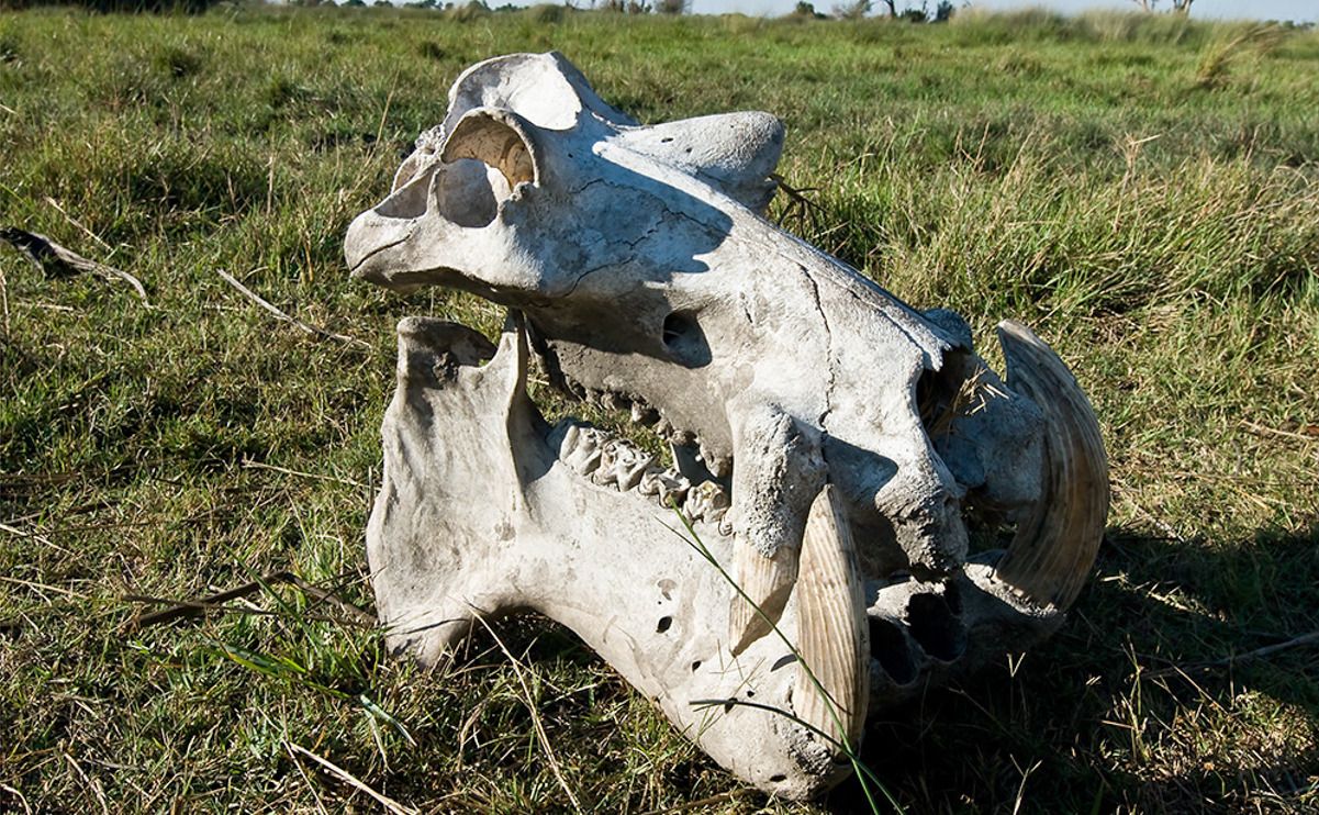 11 okavango delta