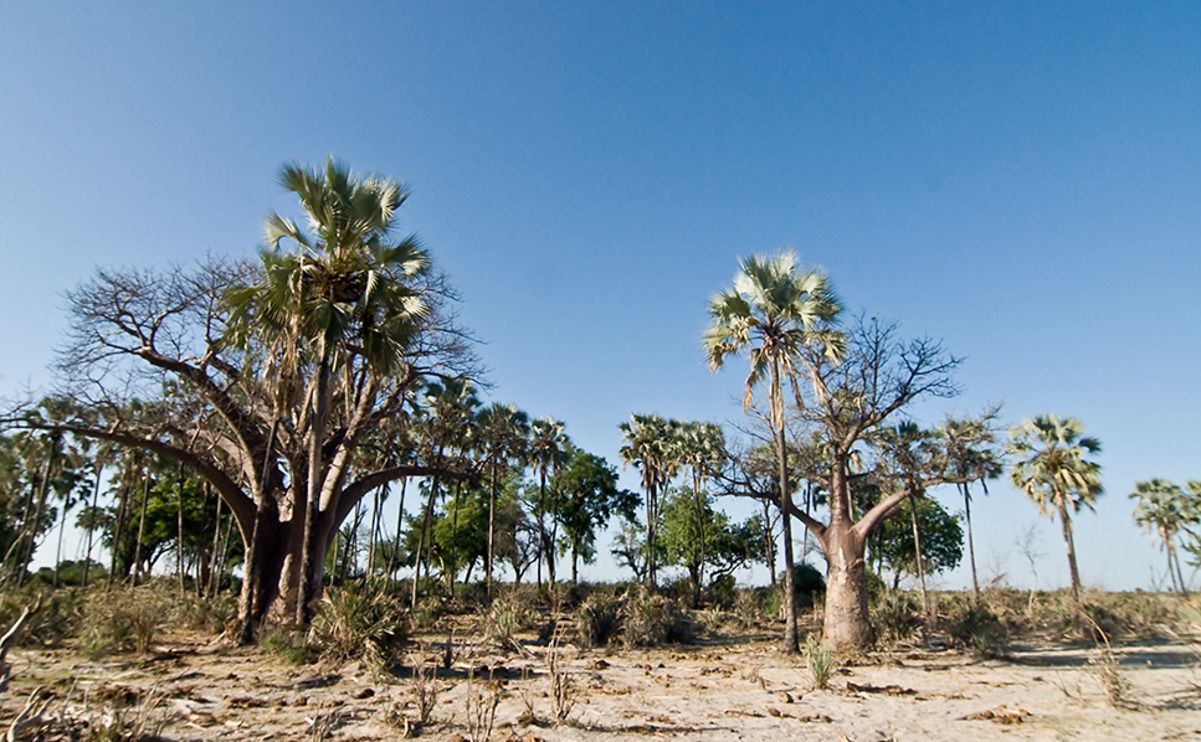 11 okavango delta