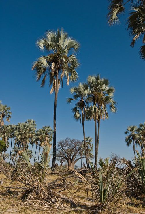 11 okavango delta