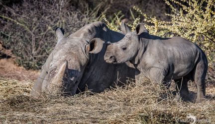 Botswana 2019