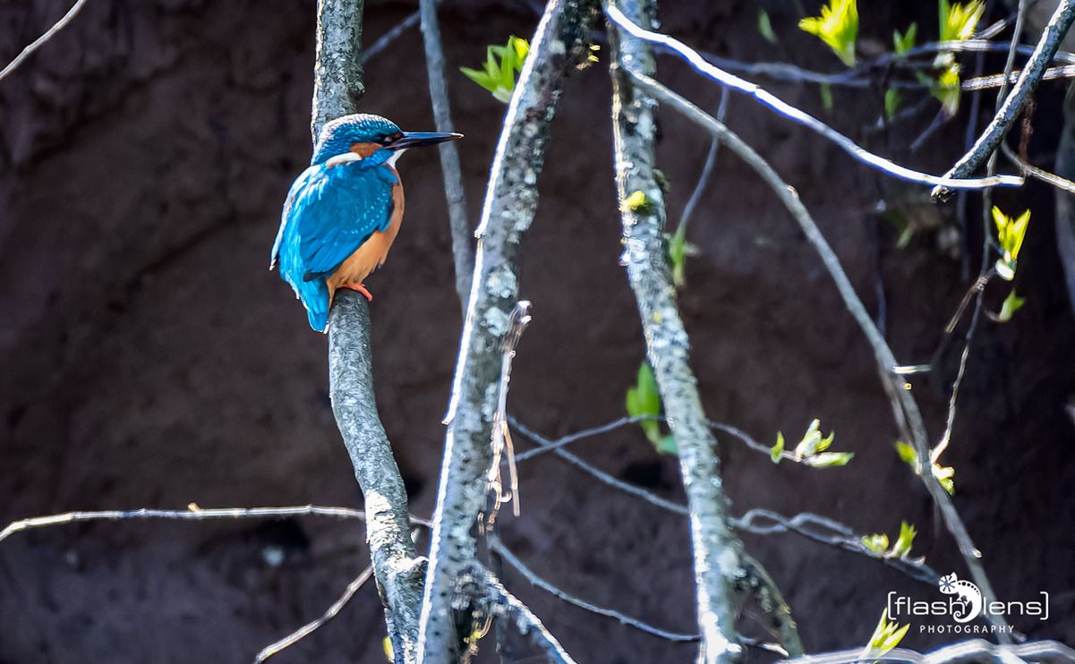 eisvogel