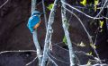 eisvogel