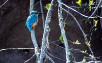 eisvogel