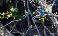 eisvogel