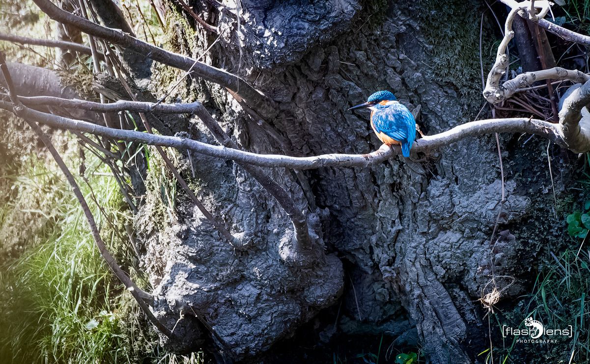 eisvogel