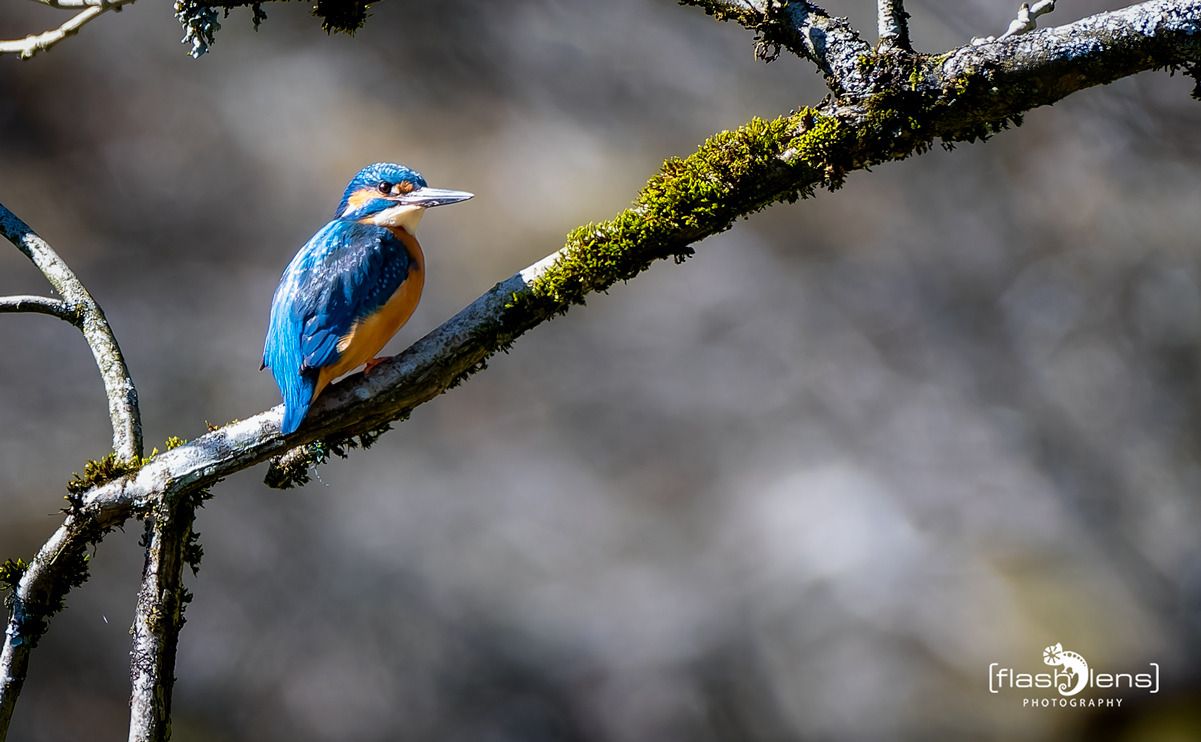 eisvogel