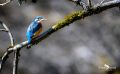 eisvogel