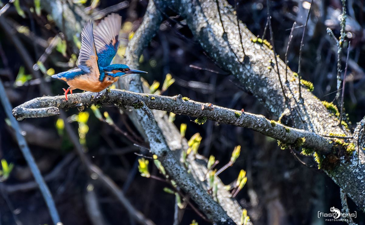 eisvogel