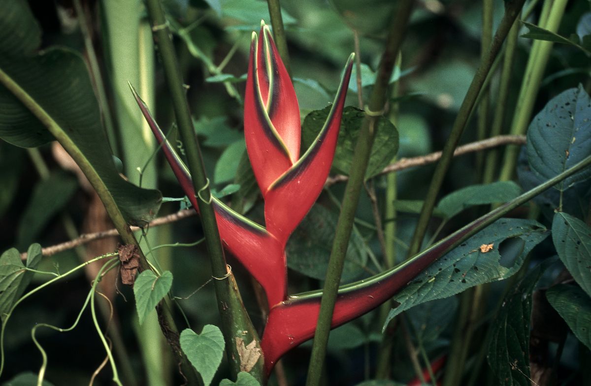 equador 1995