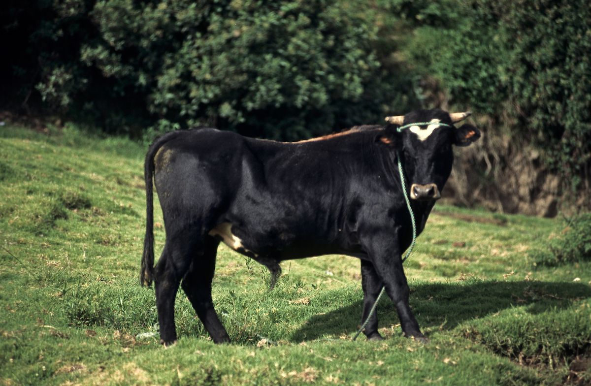equador 1995