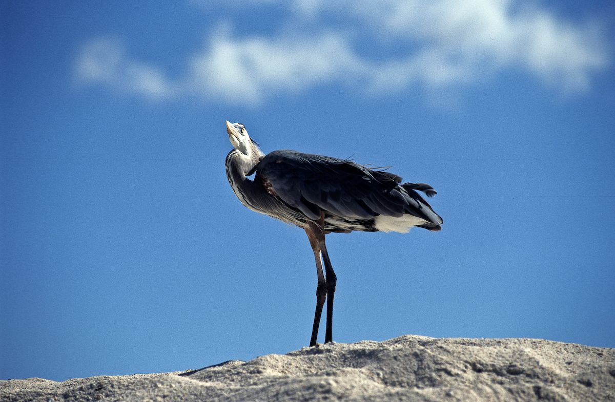 equador 1995