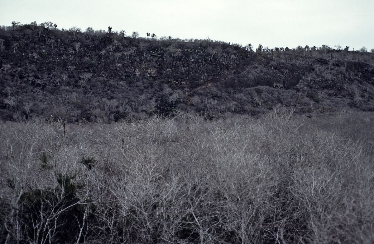 equador 1995