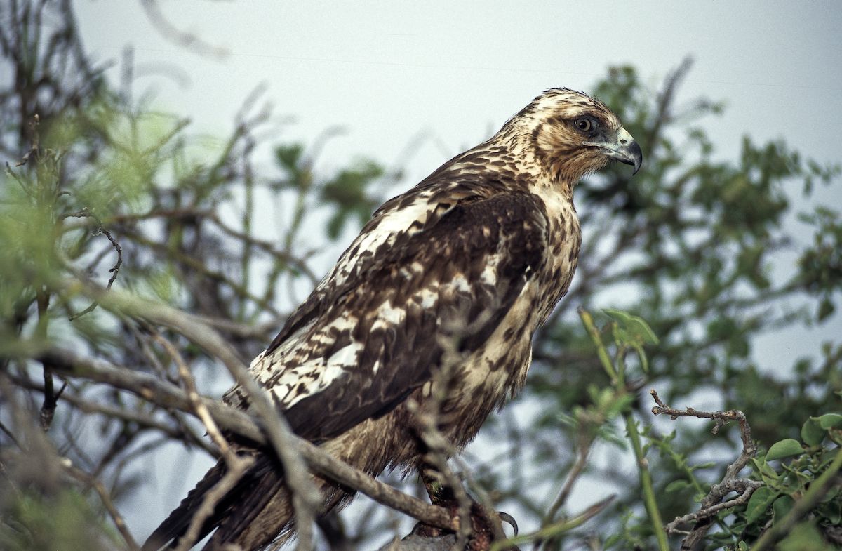 equador 1995