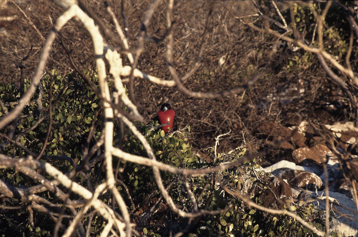 equador 1995