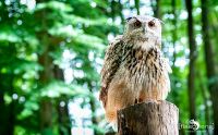 falknerei bergisch land eulen flugshow
